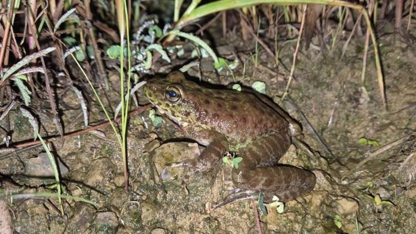 A new cascade-dwelling frog species named Amolops kamal was described